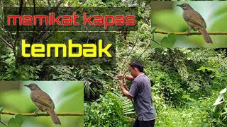 MIKAT KAPAS TEMBAK MENGUNAKAN PULUT