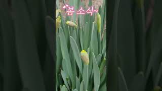 라엘의 숲 봄소식 #수선화 #산목련 #산수유