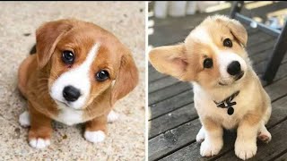 You will laugh at all the DOGS😂 | FUNNIEST Dog videos 😍🐶