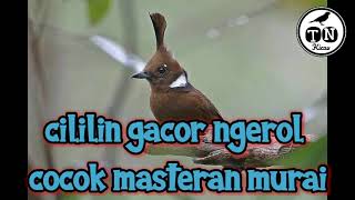 Cililin gacor ngerol cocok masteran murai