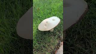 What name of this wild mushroom is ? Edible? #wildmushrooms #toronto #canada #mushroomhunting