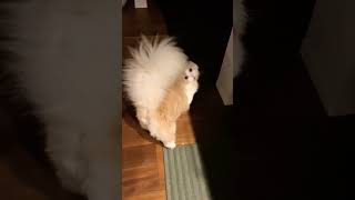 have you ever seen a fluffy tail like this?