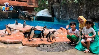 Lihat pinguin berenang dan main air di Taman Safari