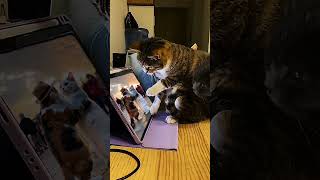 Do your cats play like this? Cats watching TV are so cute.  Assistant. Popular on. Creati