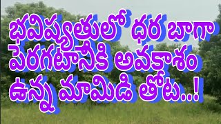 mango garden for Sale|| Real estate|| Royal Real estate|| land for sale|| Vijayawada land||