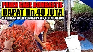 Panen Cabe Bombastis..!! Harga Cantik Potensi Hasil 40 Juta Rupiah Sekali Panen..!!