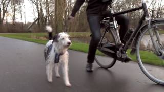 Fietsen met je hond