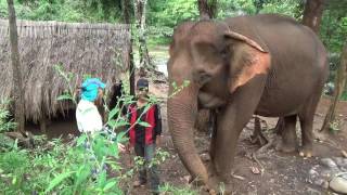 Elephant Experiences Domestic in Cambodia