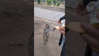 Bandar 🐒 in the street | Monkeys in action