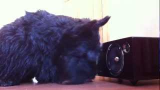 Dog deceived by virtual barking