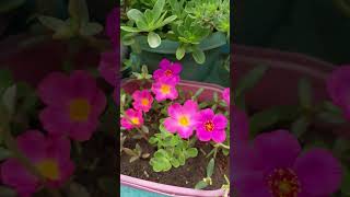 #portulacaflower #portulacaplant #flowers #terrecegarden #gardening