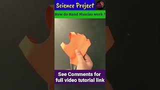 How do hand Muscles work? Science project #science #diy #activityideas #primaryschool#scienceproject