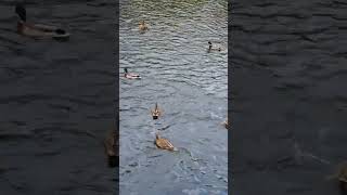 Приятного аппетита! 🦆🦆🦆