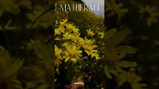 matheran village yellow blossom 🌼 status video #matheran #maharashtra #travel #hiking #