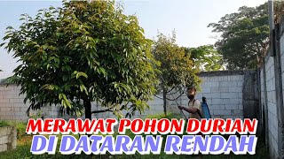 PERAWATAN POHON DURIAN DI DATARAN RENDAH