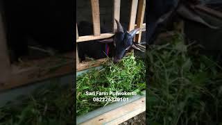 Kambing Kacang Sembuh Dari Kembung @sarifarm