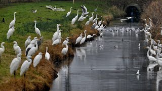 Silberreiher am Dümmer, Bildershow