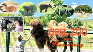 OPEL-ZOO | 2021 | ANIMAL PARK IN KRONBERG|