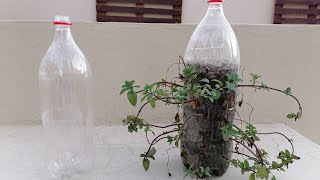 تجربة زراعة النعناع في عبوة بلاستيكية فالمنزل How to grow mint in plastic bottle