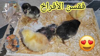 فقسن الأفراخ 🐤 أنطوني هديه للمحميه 🔥🔥 كتبولي بالتعليقات شنو تتوقعون