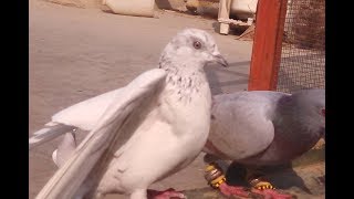 Good Highflying Pigeons Shok Requested Video..