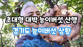 대박! 능이버섯 산행. 경기도 능이버섯 상황