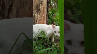 anak kucing lagu anak#kucing ada penampakan putih menyelinap