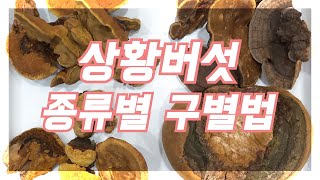 자연산 상황버섯 종류와 구별법, 뽕나무상황버섯과 일반상황버섯 구별.