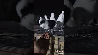 جناي ارفلي