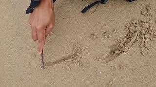 Clam hunt on Phala Beach