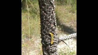 Longleaf Pine Caterpillar