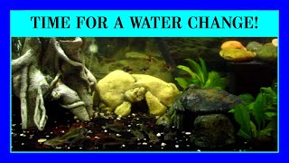 Episode 65 - How Often Should You Change The Water in Your Aquarium? Water Maintenance Tips.