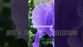 Iris in tre colori bellissimi.