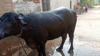 2nd timer dudh capacity 15 litre murrah buffalo | Hoshiar Singh/Gokal Garh (Rewari) Haryana