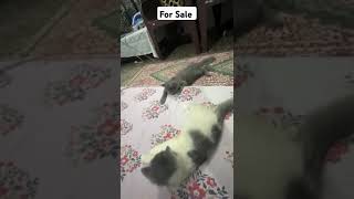 Kitten For sale | Best Quality #rap #hiphop #funny #kitten