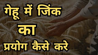 गेहूँ में जिंक का प्रयोग कैसे करे || Zinc application in wheat crop