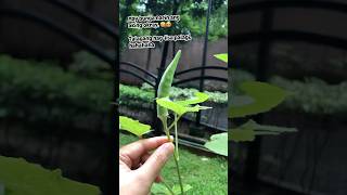 May bunga narin ang aking okray. 🤩😍 #plants #plantitas #shortvideo #viralvideo #trending #follow