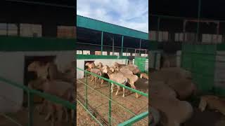 Арашаны Эшпулатова Эркина. #арашан #кочкор #shortvideo #sheep #animals #farming #automobile