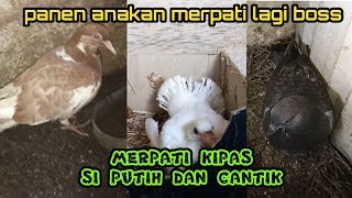 Asik Panen Perdana Anakan Merpati Kipas Bos