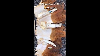 هكذا يسقطون النخلة ويستخرجون منها  لب النخله او الحجب او الجذب او الجمار