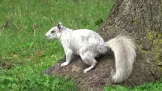 White squirrel - Écureuil blanc, Valleyfield, QC - Sony HX60v