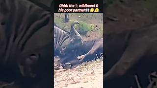 Poor wildbeest🦌😤😳 | wildbeest vs wildbeest fight | animals video | @Wildshikaari007 | #shorts