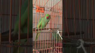 Green parrot 🦜 1k like 👍❣️ #treinding #video