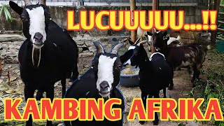 SUARA KAMBING LUCUUU!! KAMBING AFRIKA