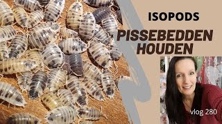 Pissebedden houden EN op locatie webshop schildpaddenopvang #280