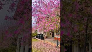 Morning view at Tezpur University campus #beautifulnature #pink #mindfulness #youtubeshorts