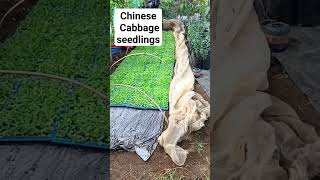 Chinese Cabbage seedlings #agricoolture