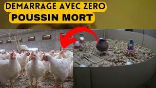 Comment réussir le démarrage des poussins ???