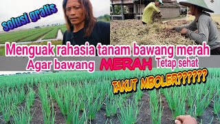 tutorial tanam bawang merah, menguak rahasia tanam bawang merah di musim hujan