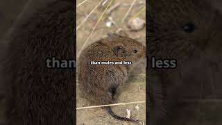 Mole vs Vole:  What is the difference?